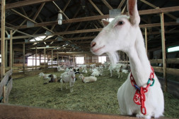 Ardith Mae Farmstead Goat Cheese