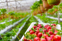 strawberry plantation growing plant preview