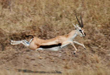 Gazella kicsi