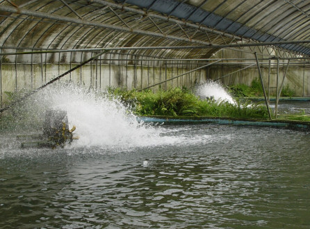 Green water culture system for Eel
