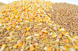 PH grains g65790d6ec 640