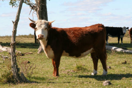 beef cow