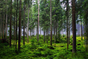 forest 6874717 640