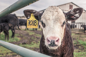 calf 362170 640