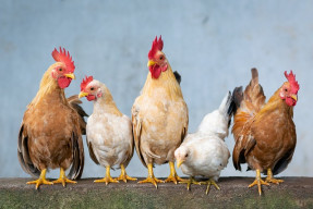chicken g8bce64701 640