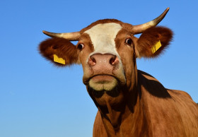 cow g985a6824c 640