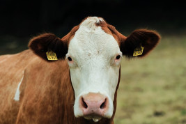 dairy cattle 9018750 640