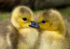 ducklings 1853178 960 720