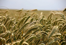 field cereals rye agriculture preview