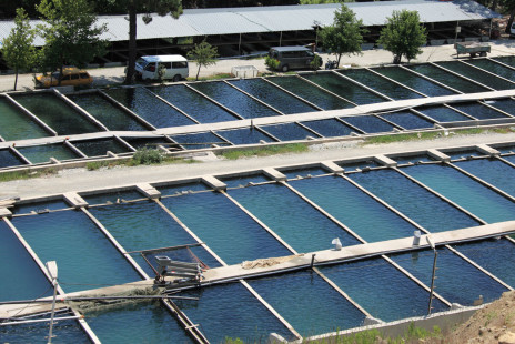 fish farm 871282057819CTpF