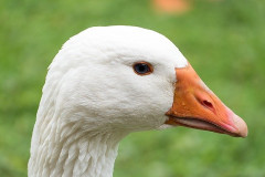 goose g6ba694d80 640