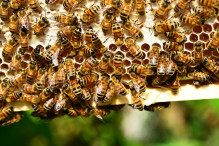 honey bees 401238 640