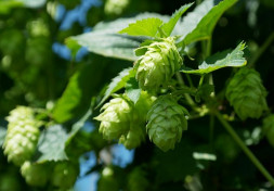 hop vines g5115781bc 640