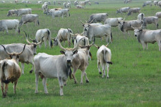 hungarian grey cattle 337207 640