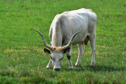 hungarian grey cattle gc46d499f7 640