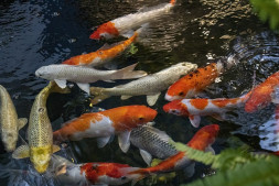 koi gb6268edbc 640
