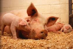 pigs gfeff94eb8 640