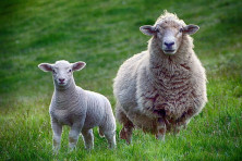 sheep lamb farm animal thumbnail