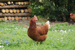 chicken 517157 960 720