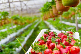strawberry 785068 640