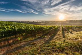 vineyard 428041 640