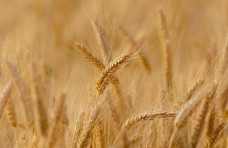 wheat 3241114 640