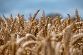 wheat 7347847 640