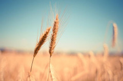 wheat g0225aa76d 640